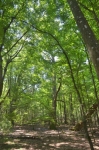 Török-erdő